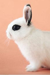 《海贼王：时光旅诗》主视觉图公开